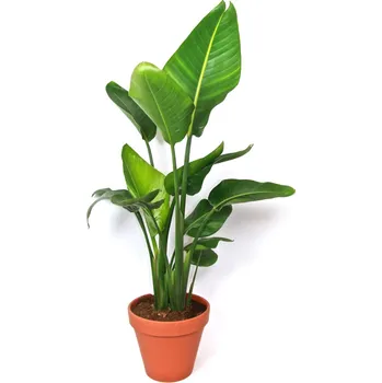 Gardners Strelitzia nicolai, průměr 24 cm Strelície natálská