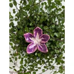 Mini květ - velký Barva: Fialovo-bílá