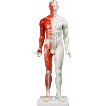 Anatomická akupunkturní figurína muže se svalstvem - Výška - 80 cm