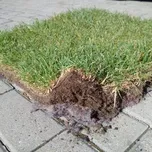 Grasstex® Trávníkový koberec 2,1x25m