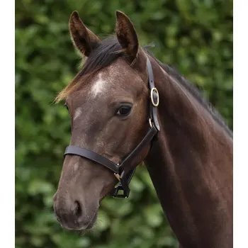 Kožená ohlávka pro hříbě Premier Equine - 1" Tmavě hnědá