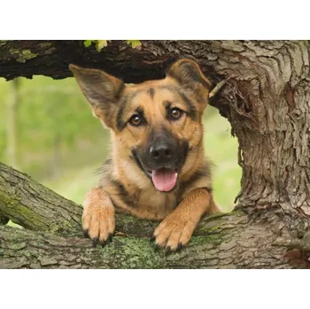 Diamantové malování Diamantové malování/Homfun - Německý ovčák na stromě