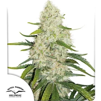 Semeno Dutch Passion | Think Big - 3 ks