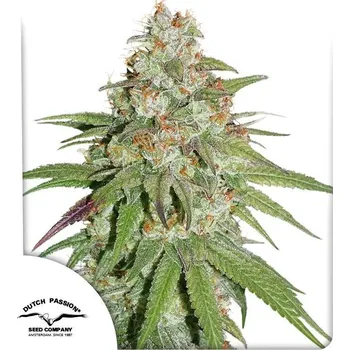 Semeno Dutch Passion | Glueberry OG - 3 ks