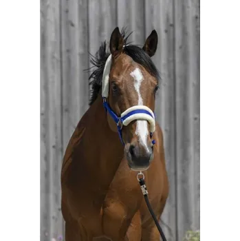 Ohlávka RIDING WORLD s beránkem královsky modrá SHETTY