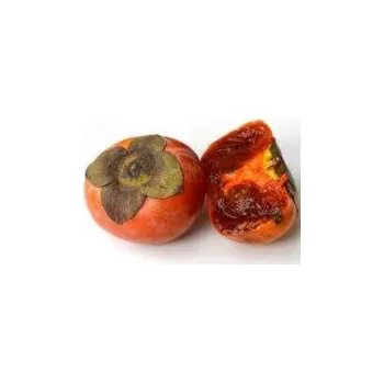 Diospyros kaki ´Koroliok´ - japanese persimmon /poslání po 15.3.2026/