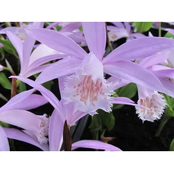 Cibulovina Orchidej Pleione formosana 1 ks