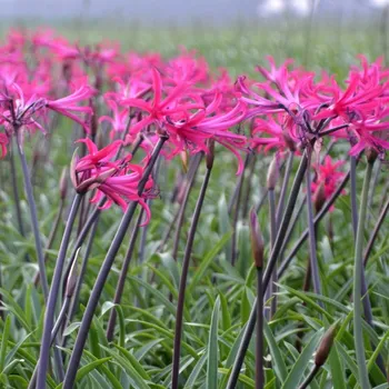 Cibulovina Amarine Belladiva Tomoko 1 ks