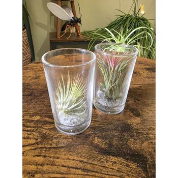 Tillandsia velká ve skle