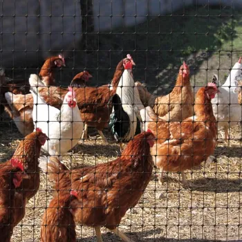 Síť proti ptákům TENAX Síť proti dravcům - Ochranná síť pro drůbež 500m x 3,8m ZAHRADA Sklad6 0824 (ZAHRADA Sklad6 )