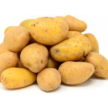 Semeno Sadbové brambory Sunshine C2 Solanum Tuberosum 5 kg