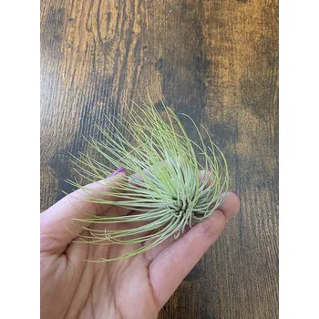 Tillandsia jemná, hustá (Tilandsie)
