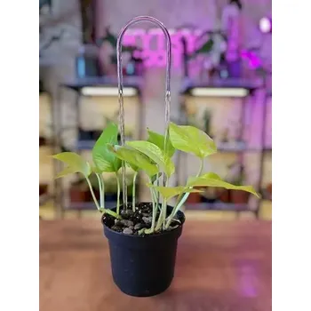 Průhledná opora rostlin ve tvaru U 35x7cm