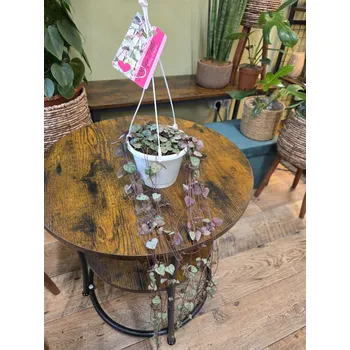 Ceropegia závěs, zelená (svícník)