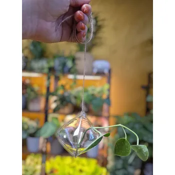 Aerárium na řízky ve tvaru jehlanu/ diadému