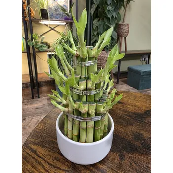 umělá květina Bambus LUCKY BAMBOO piramida v bílém keramickém obalu (Dracena, dracaena)