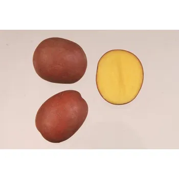 Semeno Sadbové brambory Red Anna 25 kg