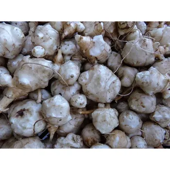 Pro hlodavce TOPINAMBUR čerstvé hlízy 1 kg