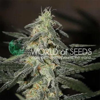Semeno World Of Seeds Northern Lights X Big Bud Early Harvest Počet ks Feminizované: 1
