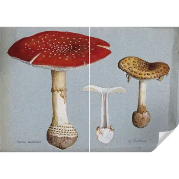 Fototapeta Samolepicí Dekorativní Fototapeta do Ložnice Houbové rytiny 208x146 cm