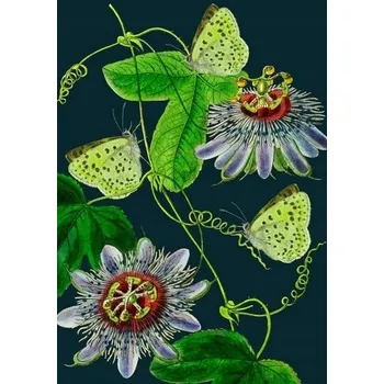 Obraz Přání B6 s obálkou - Passiflora v noci
