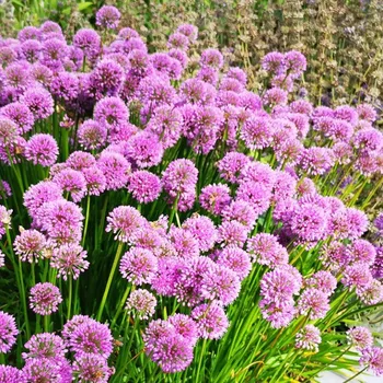 Cibulovina OKRASNÝ ČESNEK ´MILLENIUM´ (1 hlíza)