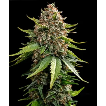 Semeno Barney's Farm White Widow XXL Auto Balení: 3ks