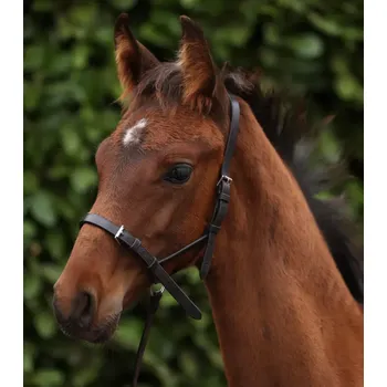 Kožená ohlávka pro hříbě Premier Equine - 5/8" Tmavě hnědá