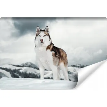 Fototapeta Fototapeta pro mládež Husky Hory Les 3D 270x180