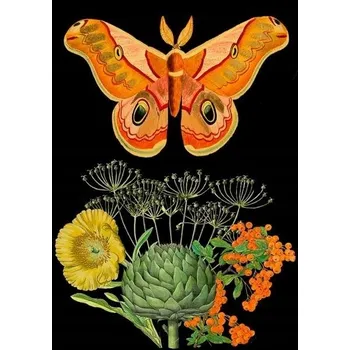 Obraz Přání B6 s obálkou - Oranžová můra