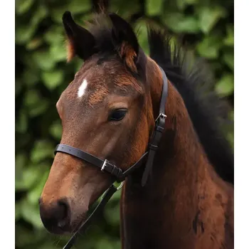 Kožená ohlávka pro hříbě Premier Equine 3/4" Tmavě hnědá