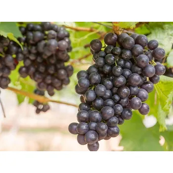 Réva venkovní RULANDSKÉ MODRÉ (Pinot Noir) - modrá