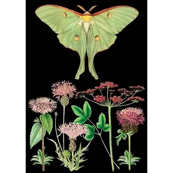 Obraz Přání B6 s obálkou - Zelená můra