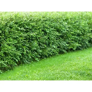 Sibiřský JILM 40ks + 10ks ZDARMA