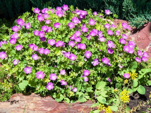 Kakost krvavý - Geranium sanguineum MAX FREI