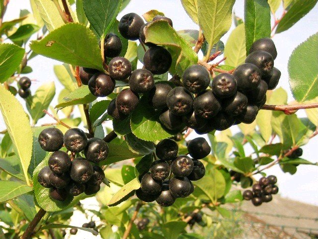 Aronie NERO - černý jeřáb stromek - podnož semenáč v kontejneru
