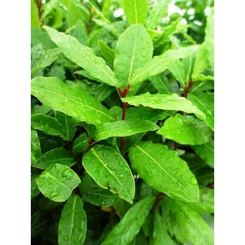 Koření Vavřín - bobkový list