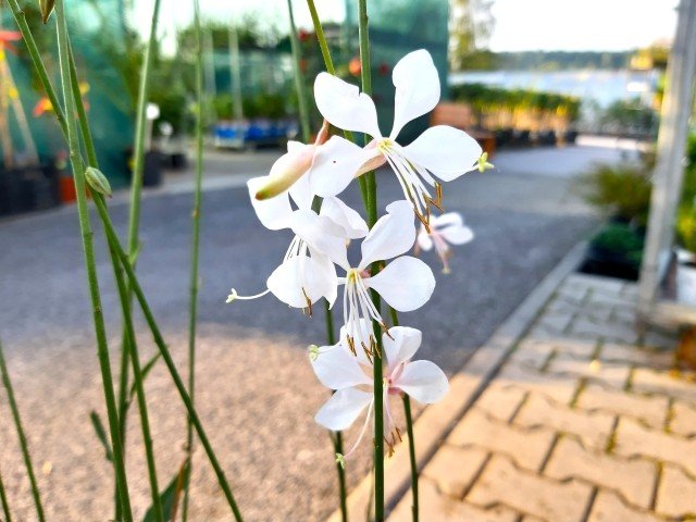 Svíčkovec - Gaura lindh. WHIRLING BUTTERFLIES - bílý