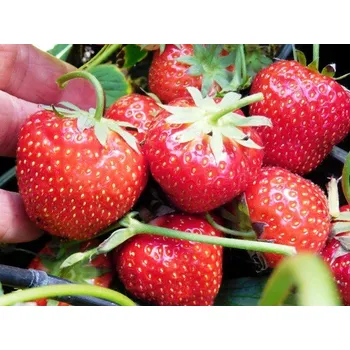 Semeno Jahodník ELSANTA 6 ks - raný, frigo sadba