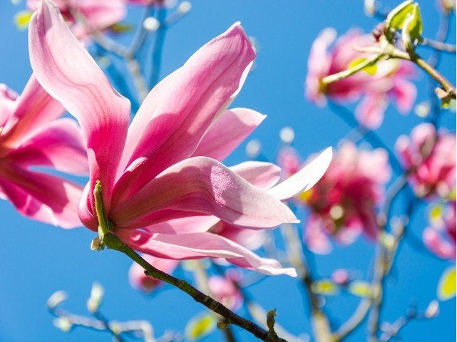 Magnolie RICKI - světle růžová