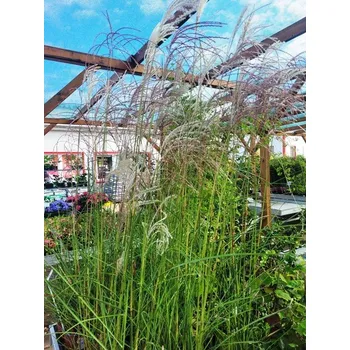 Miscanthus sin. - Ozdobnice čínská