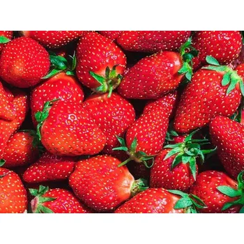 Semeno Jahodník SANDRA 6 ks - raný, frigo sadba