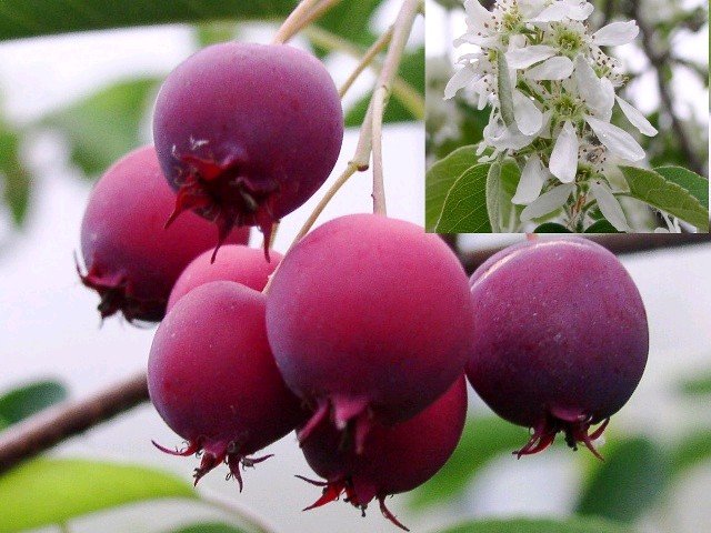 Indiánská borůvka Vicky - Amelanchier Lamarckii Vicky