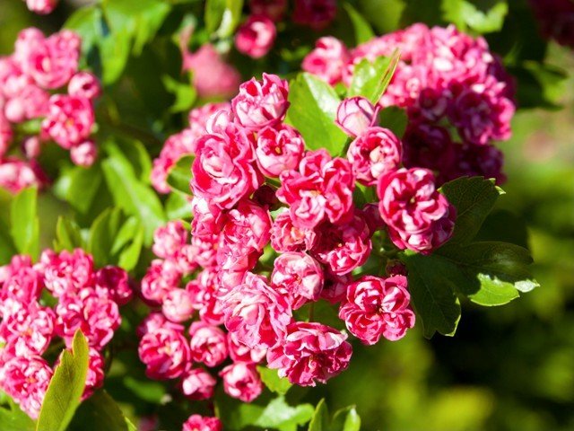 Hloh obecný - Crataegus laevigata PAUL´S SCARLET, C 1 l