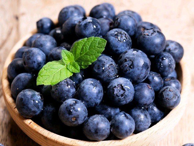 Obří kanadská borůvka BIG - CHANDLER