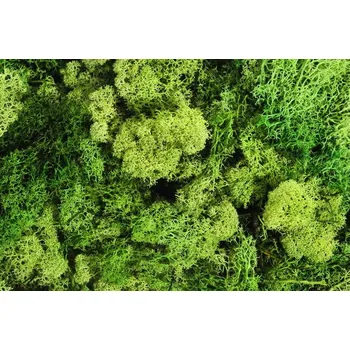 umělá květina mech islandský (500 g) - zelená jarní