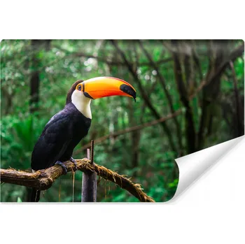Fototapeta Fototapeta Exotický pták TUKAN Příroda 3D 90x60