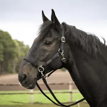 Jezdectví BUSSE Ohlávka Riding BUSSE, černá FULL