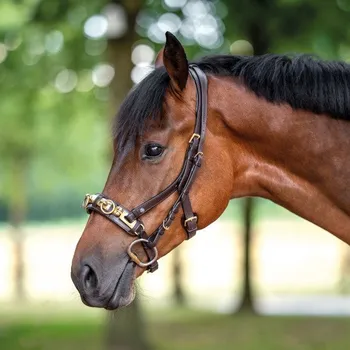 BUSSE Obnosek lonžovací Anatomix BUSSE, brown/brass