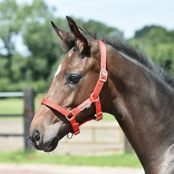 Jezdectví BUSSE Ohlávka hříběcí Fohlen BUSSE, red